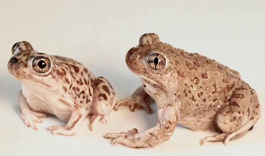 Female Toads Seek A Good Man Even If Hes Another Species Inside