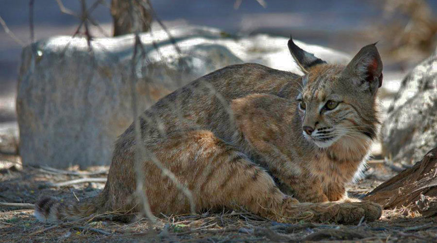 Rat Poison May Have Hidden Cost for Bobcats Inside Science