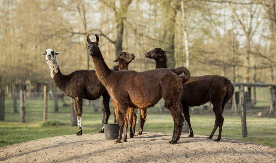 Winter, a llama, pictured in center with her "friends" on a Belgian countryside farm