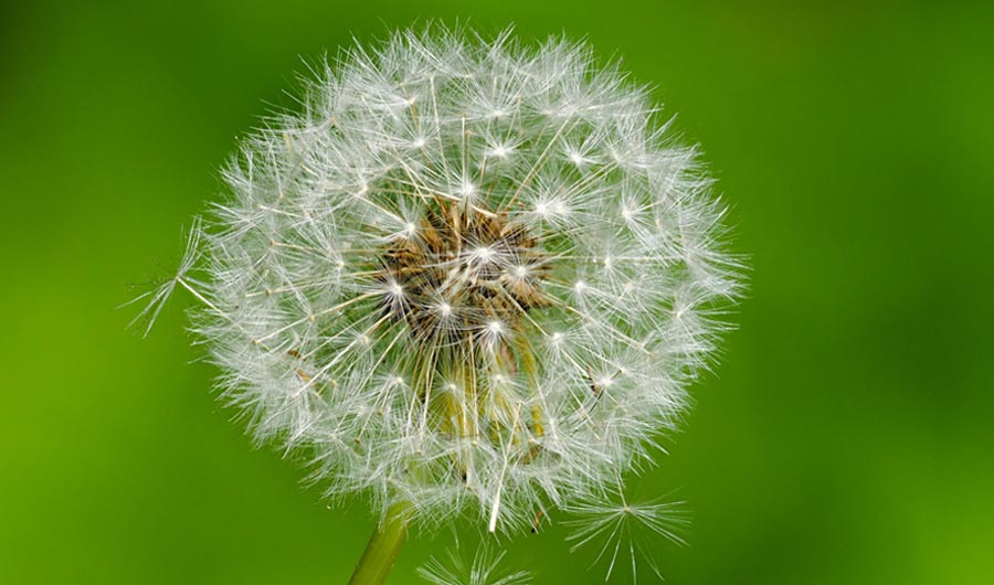 How Dandelion Seeds Stay Afloat for So Long