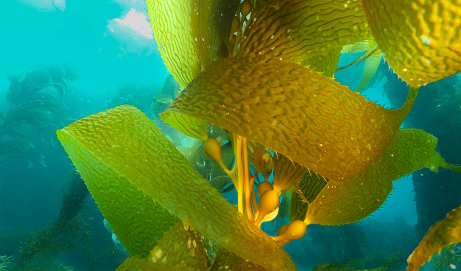 Kelp Elevator Could Give Biofuels a Lift | Inside Science
