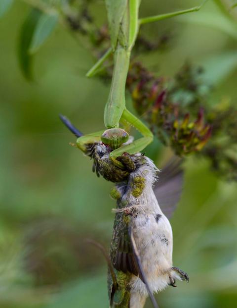 ruby throated hummingbird predators praying mantis
