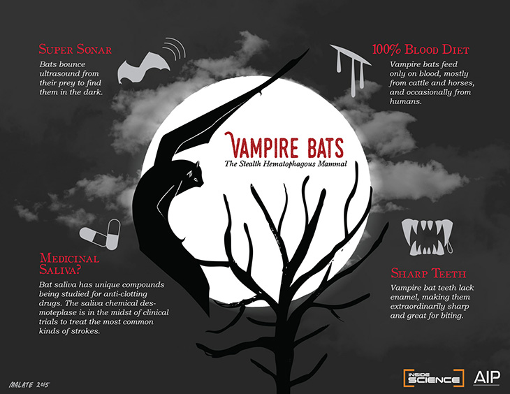 vampire bat infographic