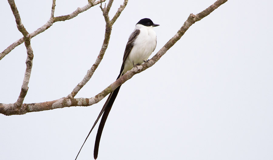 This Long Tailed Bird Makes Sounds With Its Feathers In Different