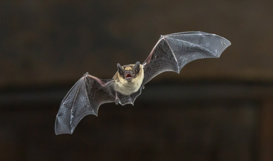 How Bats Survive Deadly Viruses Better Than Humans Inside Science