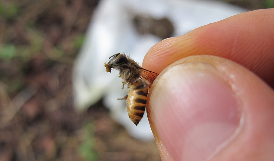 Honey bees use excrement to repel hornet invaders