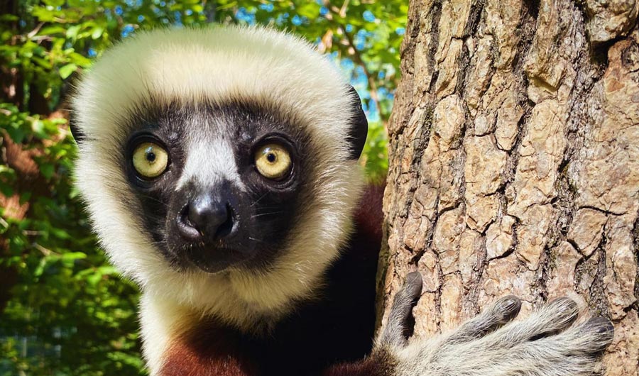A close up of a sikafa lemur
