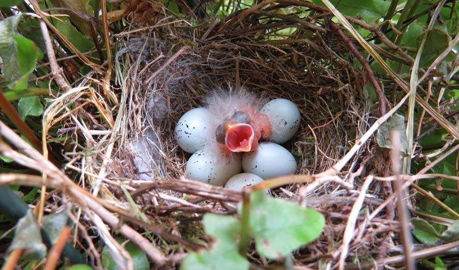 From Birds To Alligators Embryos Development Is Shaped By Sound Inside Science