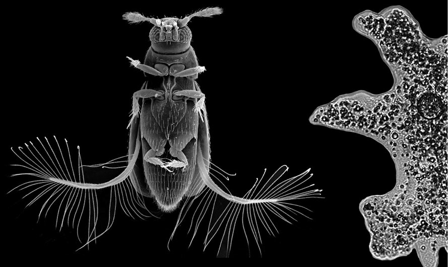 A featherwing beetle next to an amoeba.
