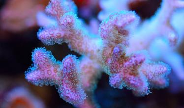 Pocillopora damicornis coral