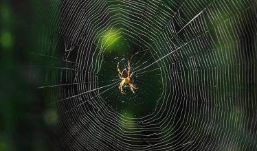 A spider clings to a spider web that takes up the entire frame, with a forest in the background.