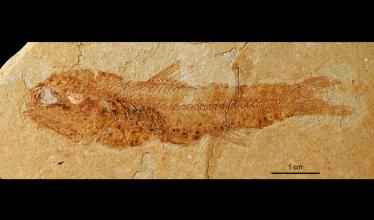A dark brown fossilized fish pointing its head toward the left of the screen, in a sandy colored rock.