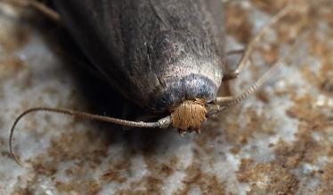 Lesser Wax Moth (Achroia grisella)