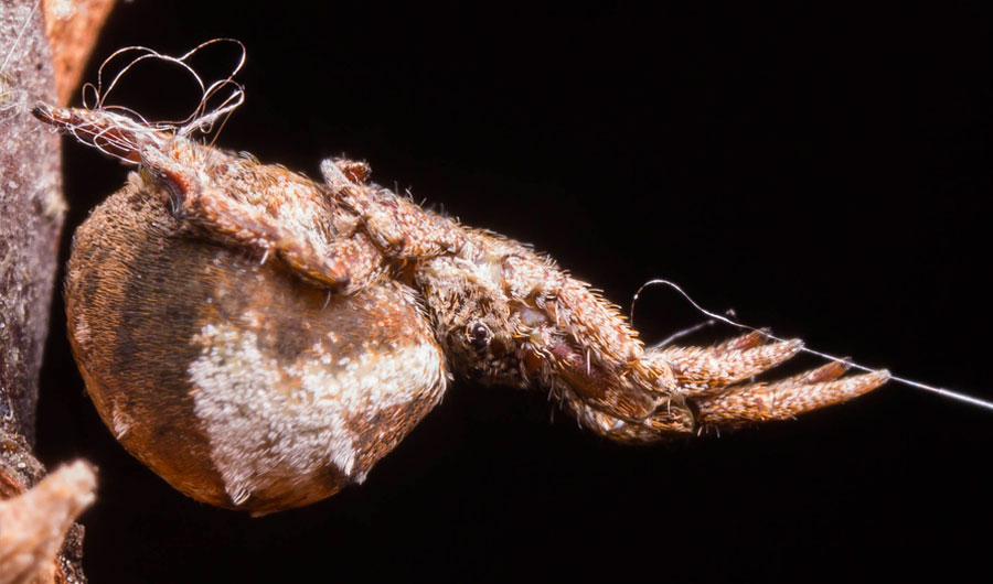 Smithsonian Insider – Drugged spiders' web spinning may hold keys to  understanding animal behavior