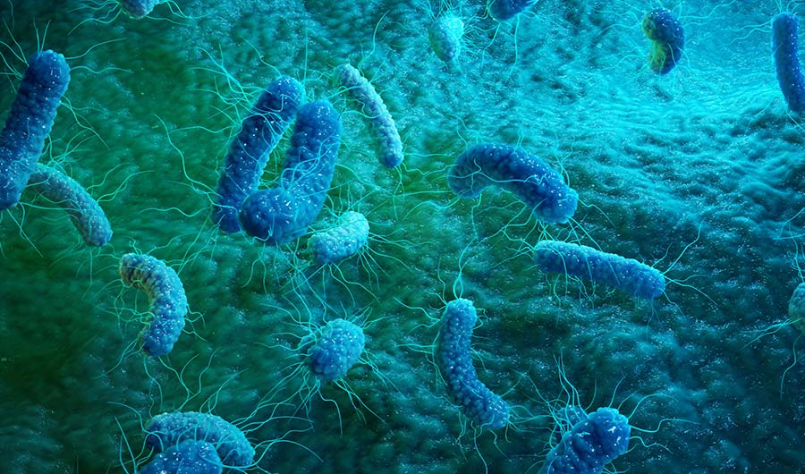 Picture of bacteria