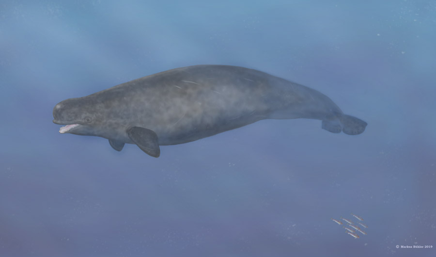 Hybrid whale