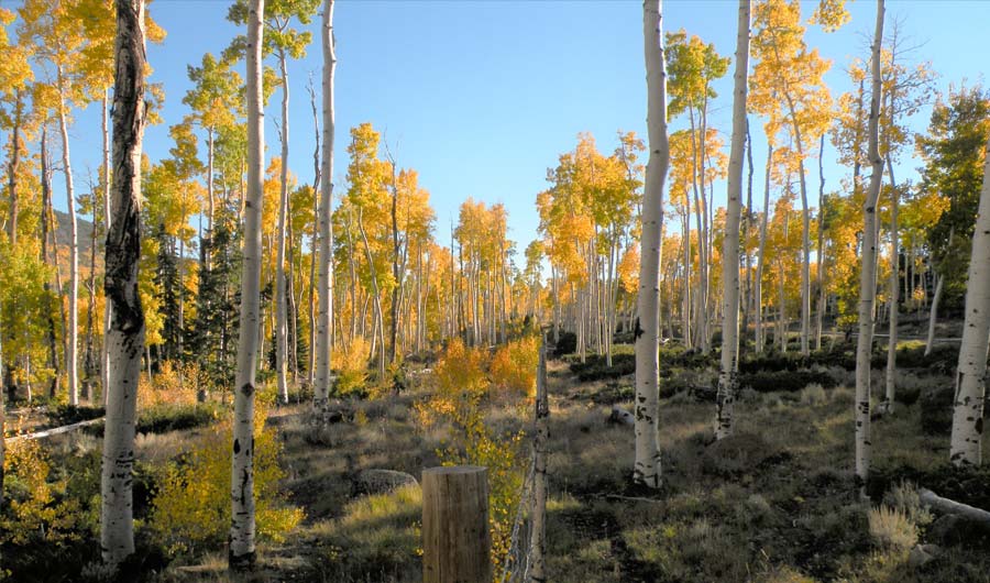 Decline of largest Aspen Colony