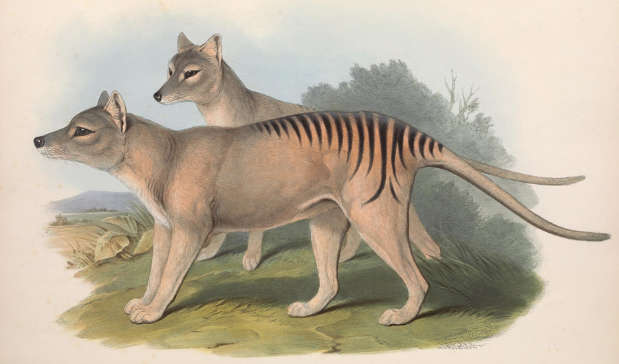A new study reveals that the Tasmanian tiger might have survived