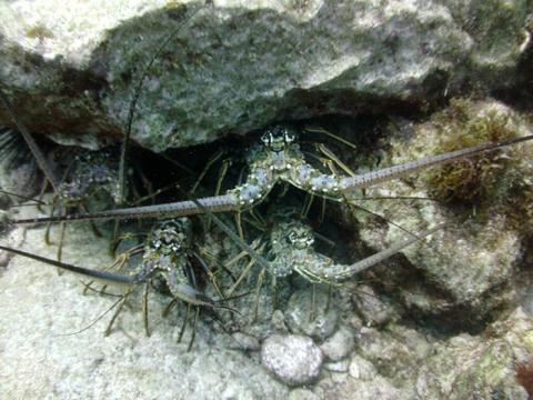 Caribbean spiny lobsters