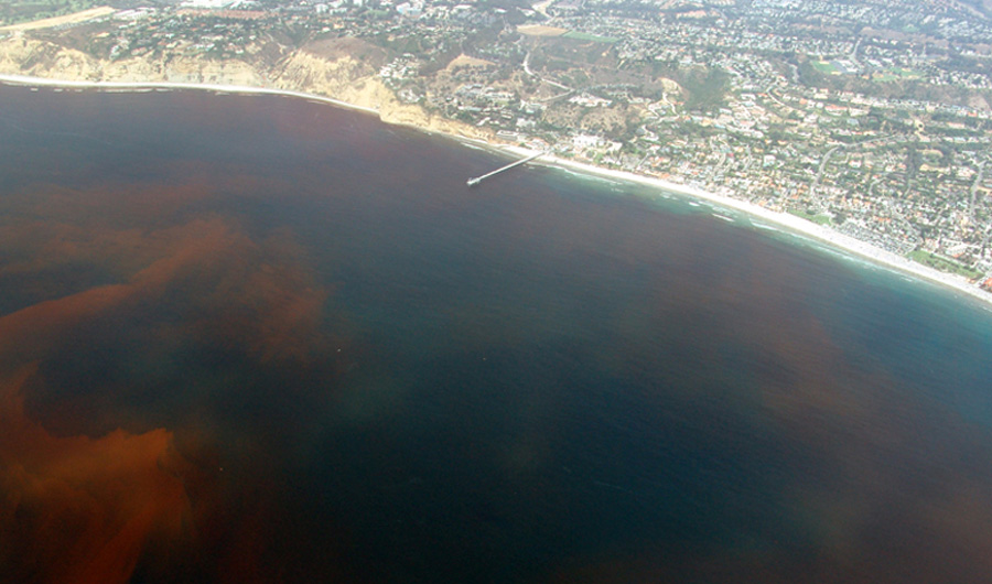 Chaos Theory May Help Predict Red Tides Inside Science