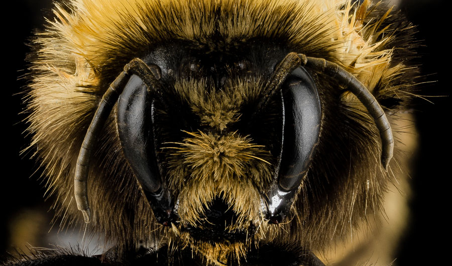 The American bumblebee is on the decline