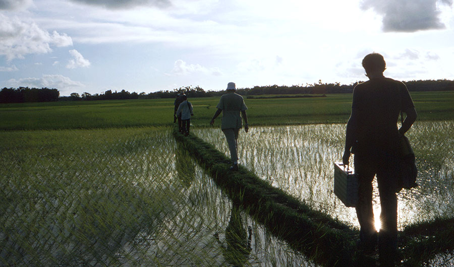 Four researchers walking through a paddy.