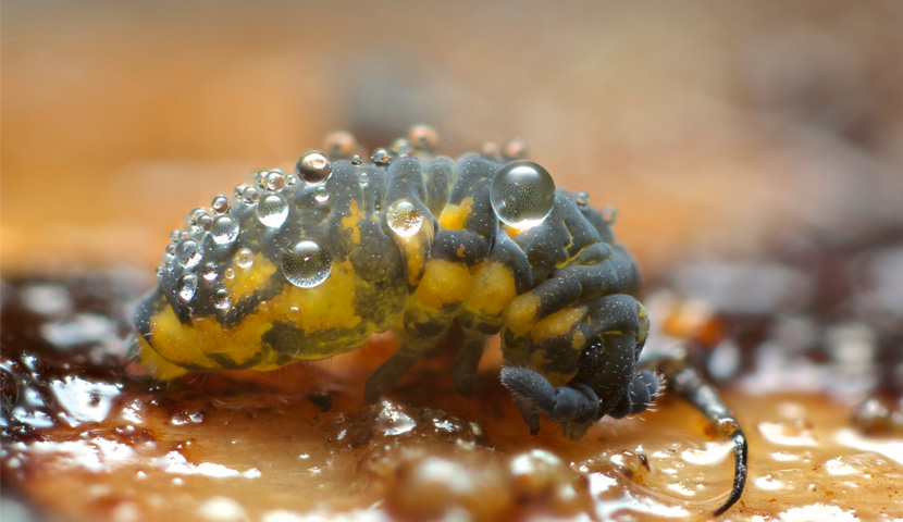 Collembolans, commonly called springtails, are found in a wide variety of habitats from Antarctica to rainforests, beaches and deserts. 