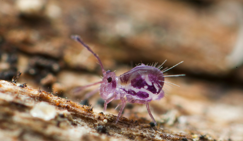 Scientists estimate that more than 50,000 species of springtails exist. So far, researchers have described 8,500 of them