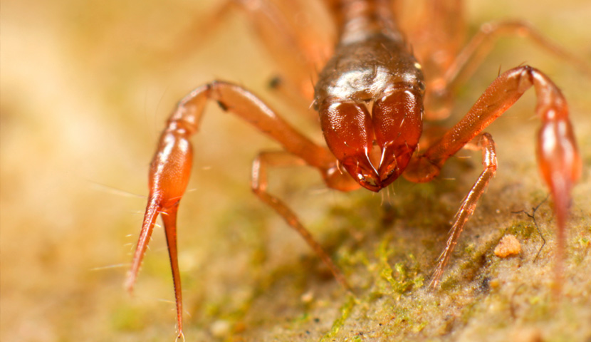 Pseudoscorpions are also known as false scorpions. They lack the long  "tail" and stinger common to scorpions. 