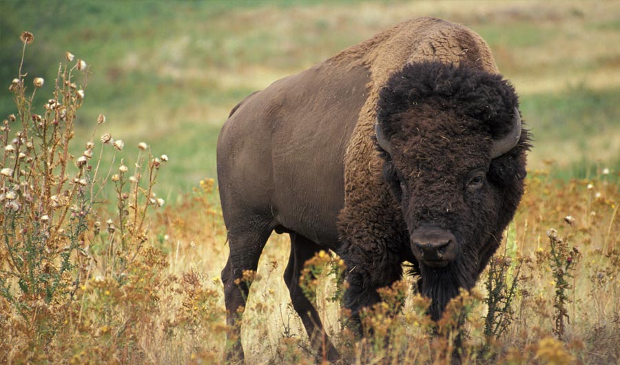 Bison Slaughter's Destructive for Native Americans | Inside Science
