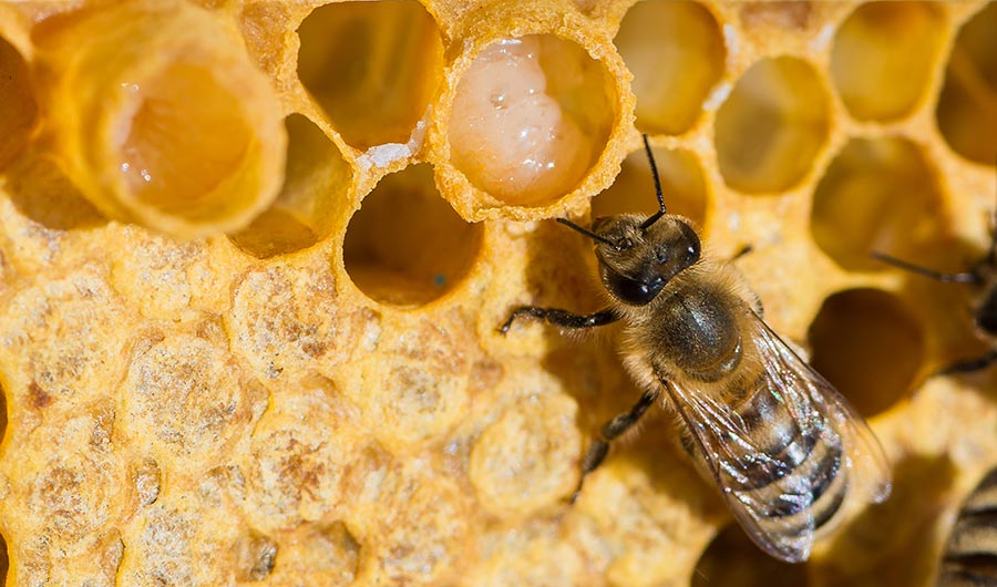 omringen vonnis Certificaat Royal Jelly Does Not A Queen Make | Inside Science