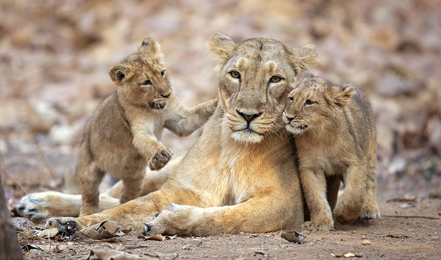 how do lions have babies