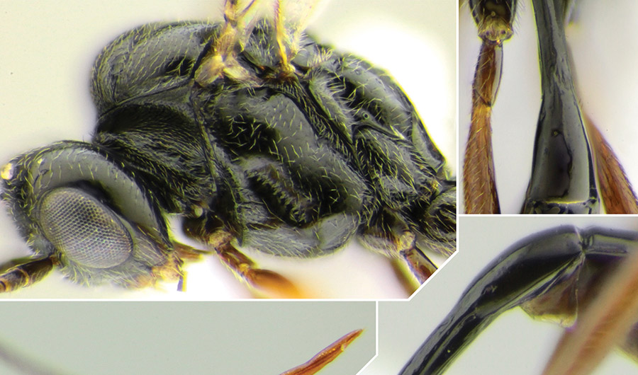 A close-up of the Darwin wasp named after the COVID-19 pandemic