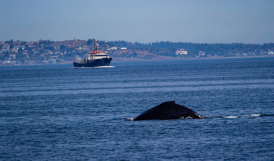 A whale's dorsal fin peeks out of the water, with a blue boat in the background.