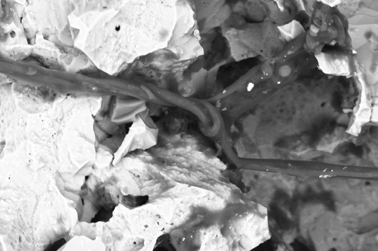 Electron microscope image of a stromatolite fossil showing organic filaments in a pyrite matrix.