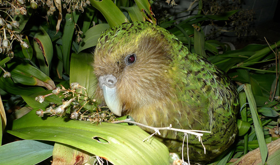 A kakapo bird