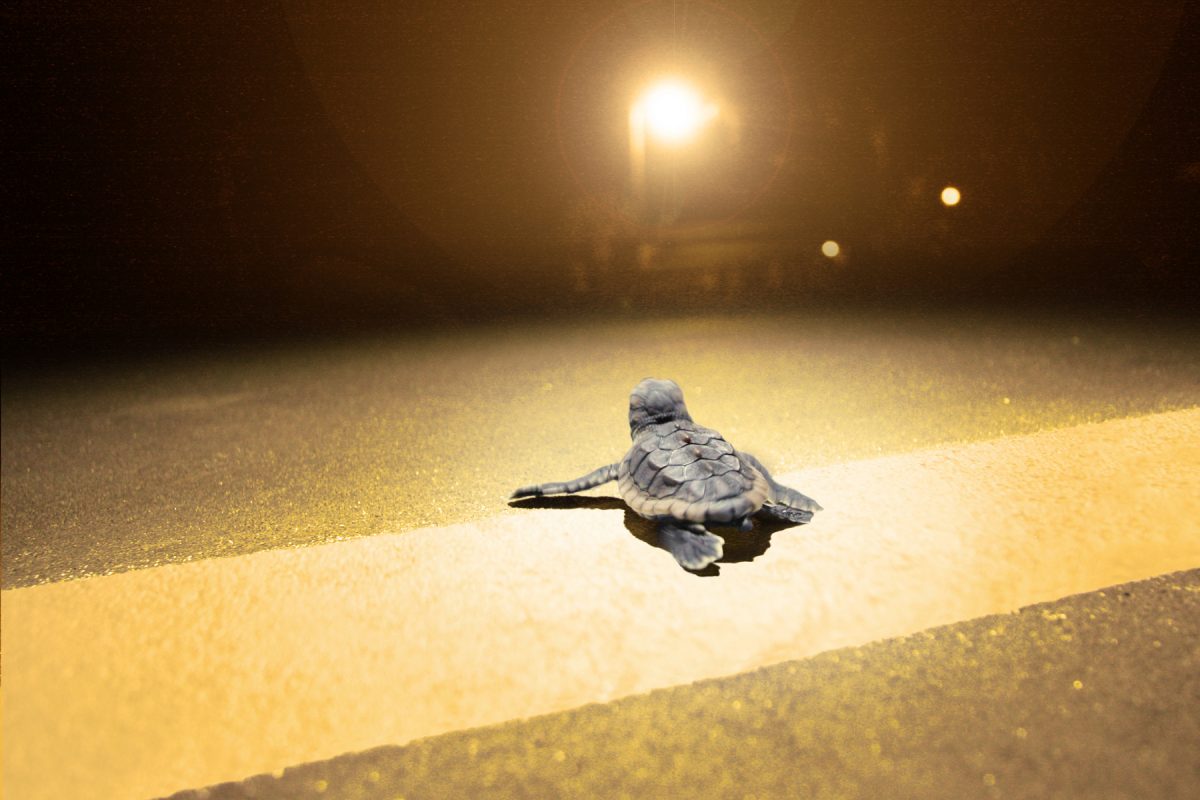 A baby turtle at night