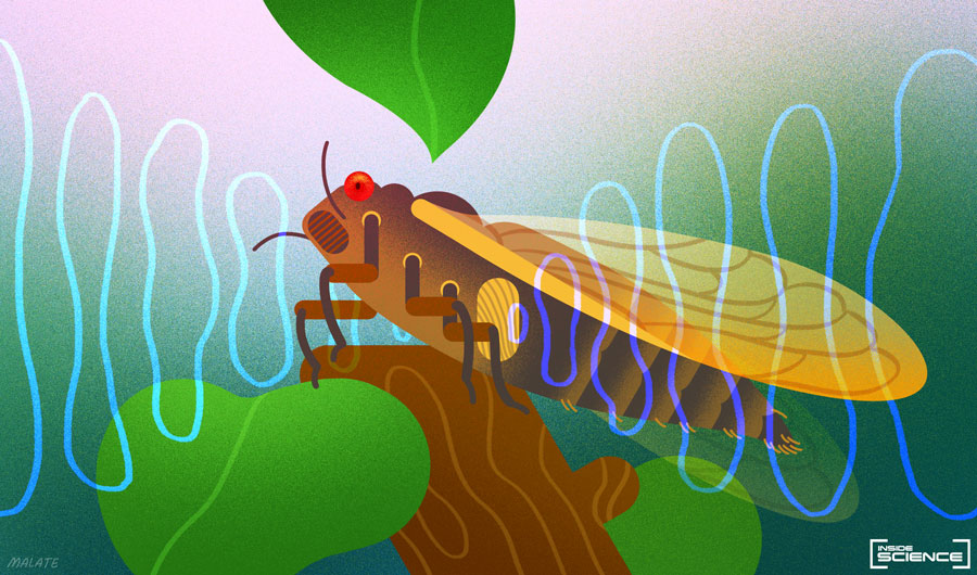Conceptual graphic of cicada singing