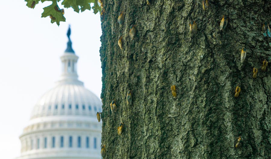 Cicadas in Washington, D.C.