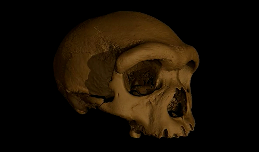 A reconstruction of the Dragon Man skull.