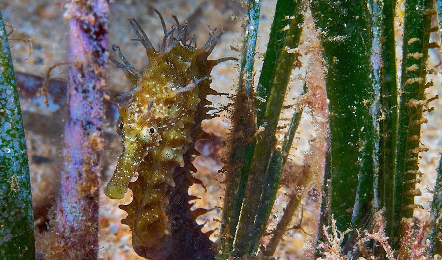 A seahorse floats in a bed of seagrass