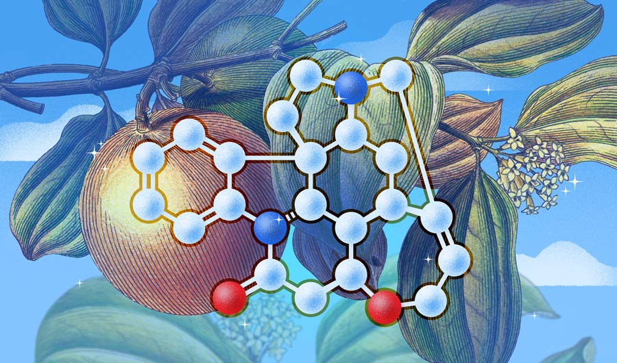 A model of the molecular shape of strychnine is superimposed atop an illustration of the plant called strychnine