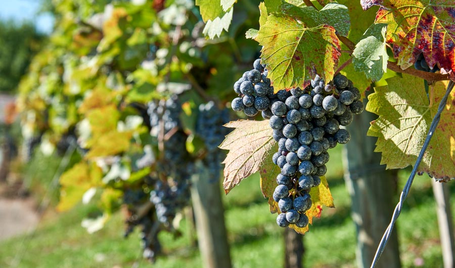 A big bunch of purple grapes hangs from the vine, among green leaves dappled with dark reds and more grapes in the background.