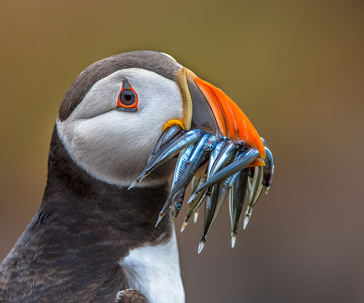 A puffin, shown in profile, with several eels in its orange peak.