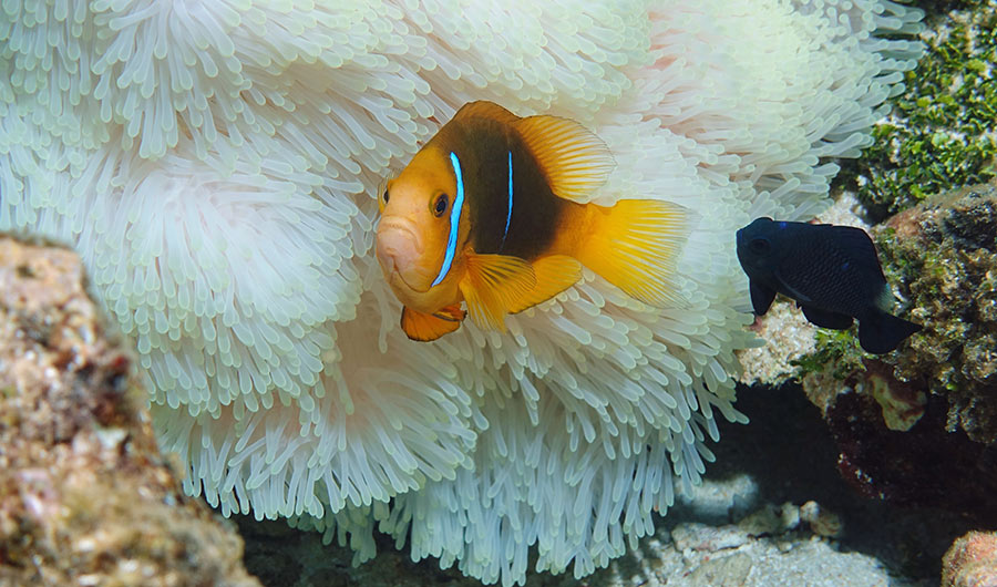 Orange and white striped fish, with a darker patch behind the eyes, in front of a white coral, with a blue fish nearby