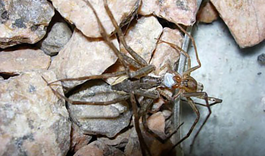 A mating pair of Paratrechalea ornata spiders with a nuptial gift. 