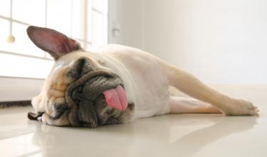 Bull dog sleeping on side with tongue sticking out. 