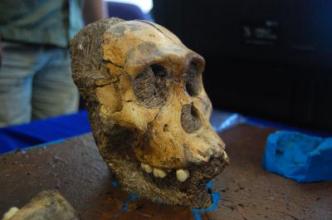 Austrolopithecus teeth