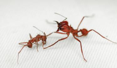 An Acromyrmex echinatior worker ant (left) with an Atta cephalotes soldier ant (right).