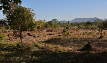 Landscape image shows an archaeological site amid a mix of trees and grass, with a mountain in the background.